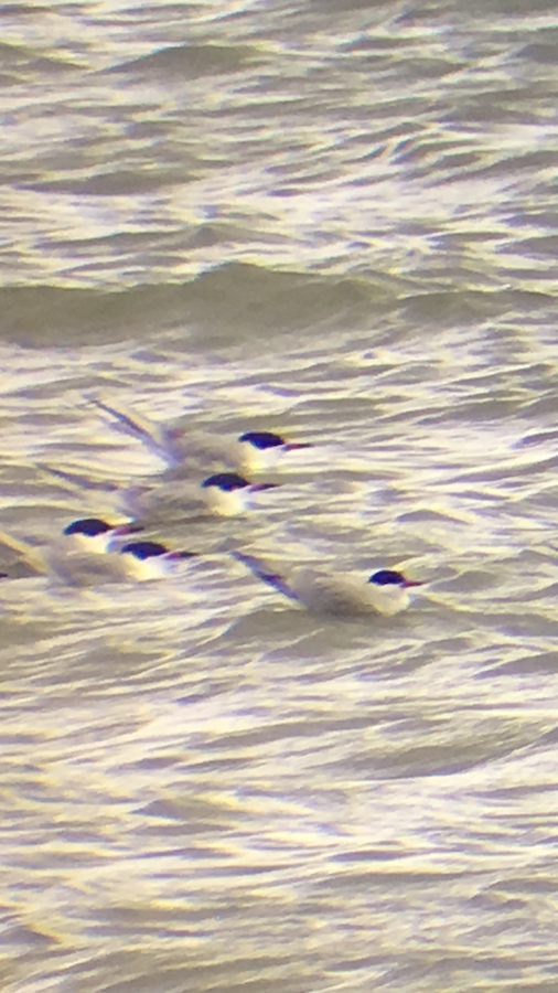 Arctic Tern - ML349224281