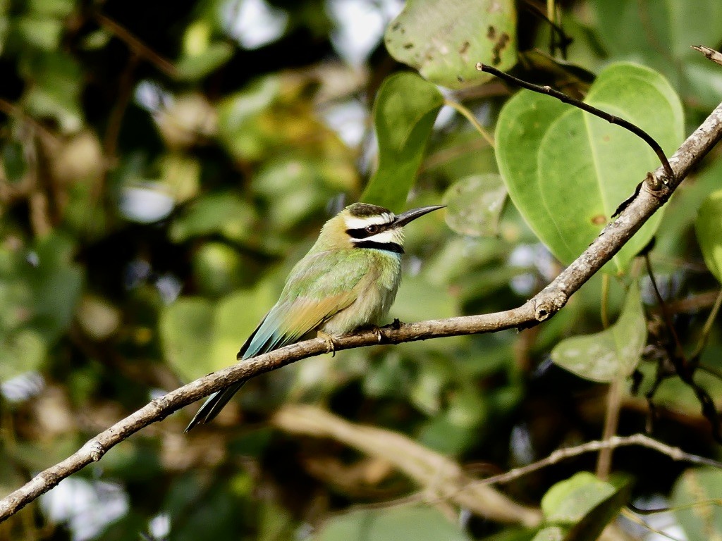 White-throated Bee-eater - ML349226241