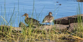 Green-winged Teal, ML349226941