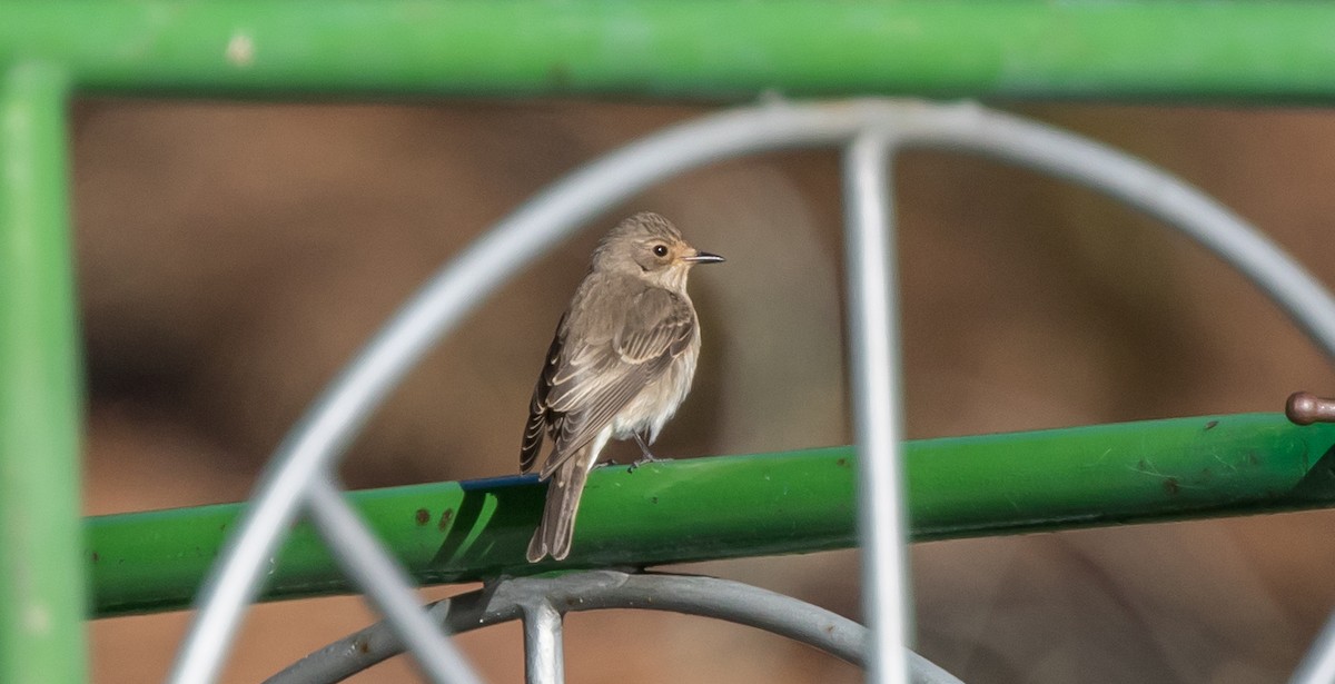 Spotted Flycatcher - Francisco Pires