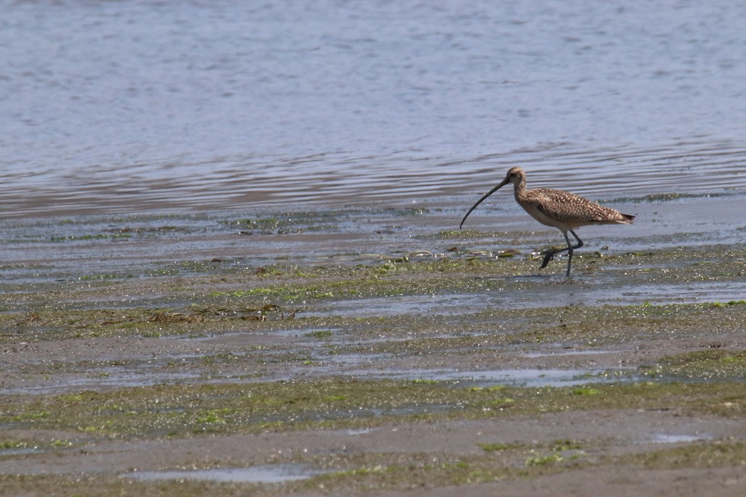 Long-billed Curlew - ML349228071