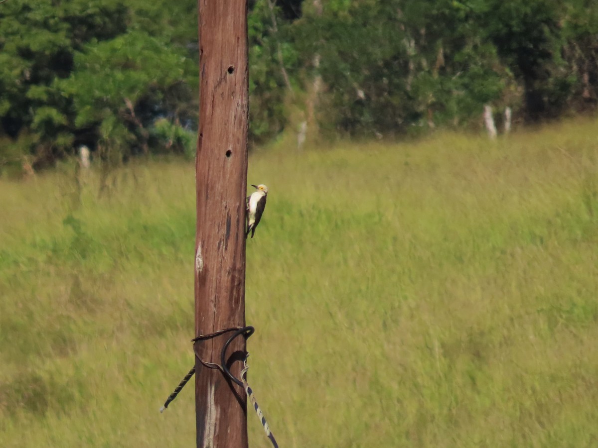 White Woodpecker - ML349230721