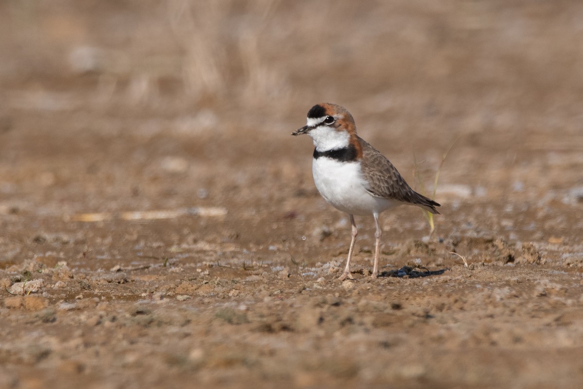 Collared Plover - ML349231271