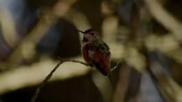 Allen's Hummingbird - Greg Hays