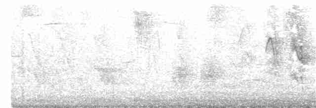 Ev Çıtkuşu (grenadensis) - ML349235071