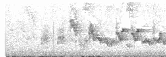 hussmett (grenadensis) - ML349235121