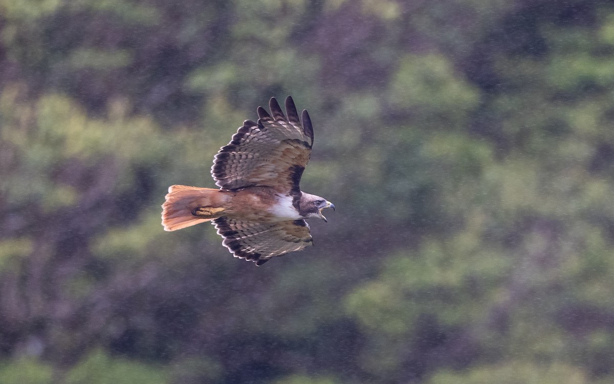 Red-tailed Hawk (costaricensis) - ML349248561