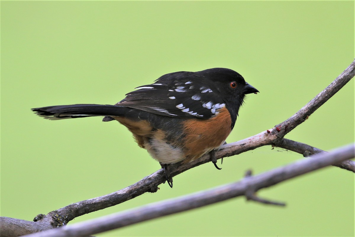 Spotted Towhee - ML349248741