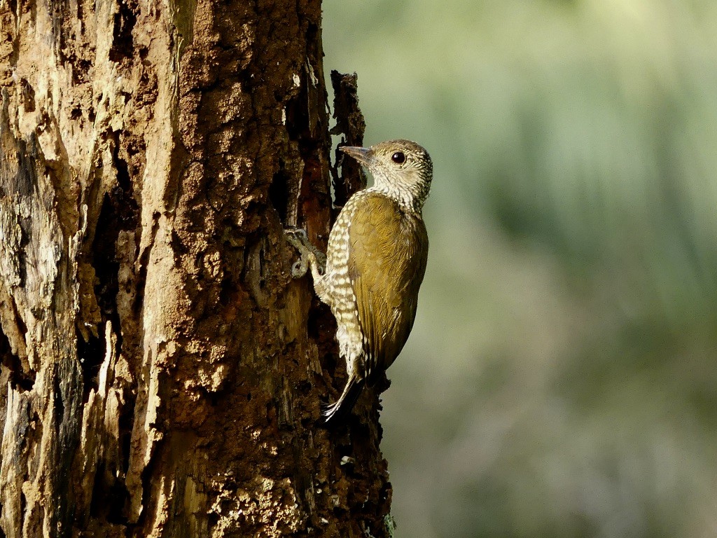 Buff-spotted Woodpecker - ML349250241