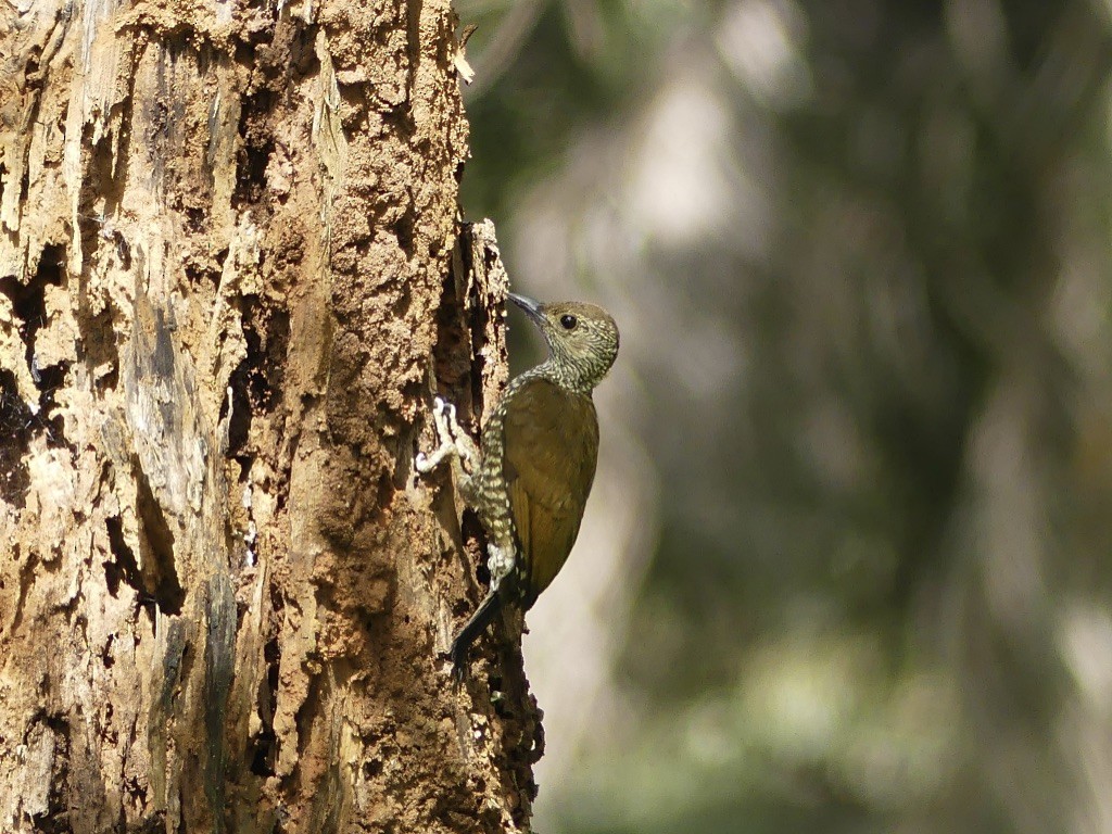 Buff-spotted Woodpecker - ML349250301