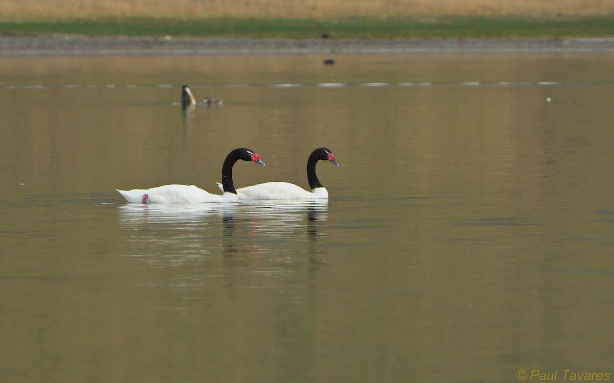 Black-necked Swan - ML34925081