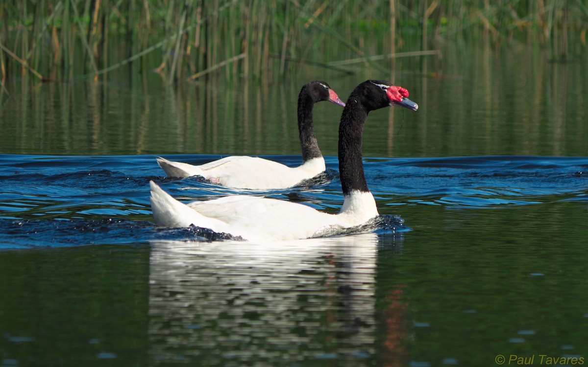 Black-necked Swan - Paul Tavares