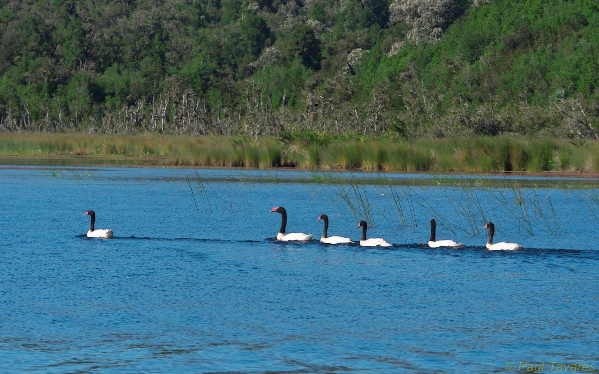Black-necked Swan - ML34925211