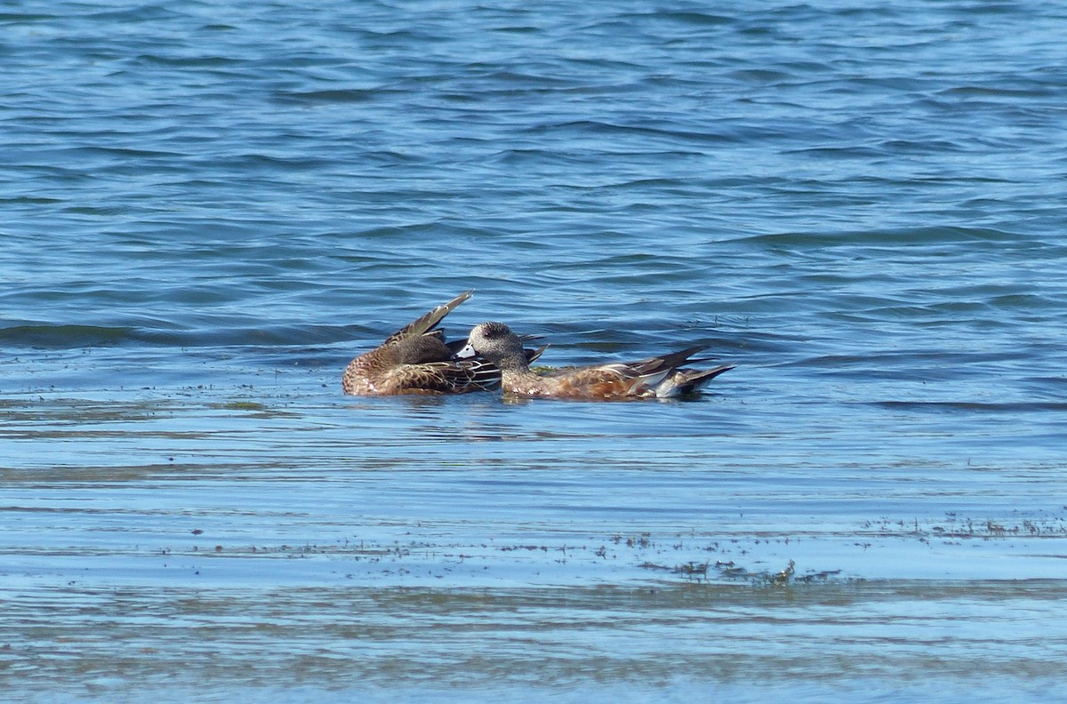 American Wigeon - Andy Frank