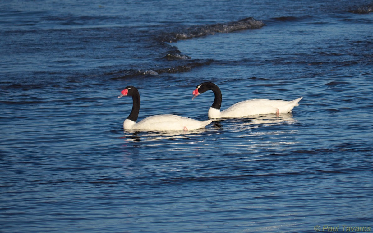 Black-necked Swan - ML34925661