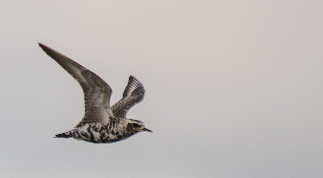 First or Definitive Alternate American Golden Plover. - American Golden-Plover - 