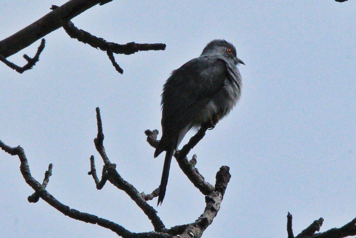 Gray-bellied Cuckoo - ML349260331