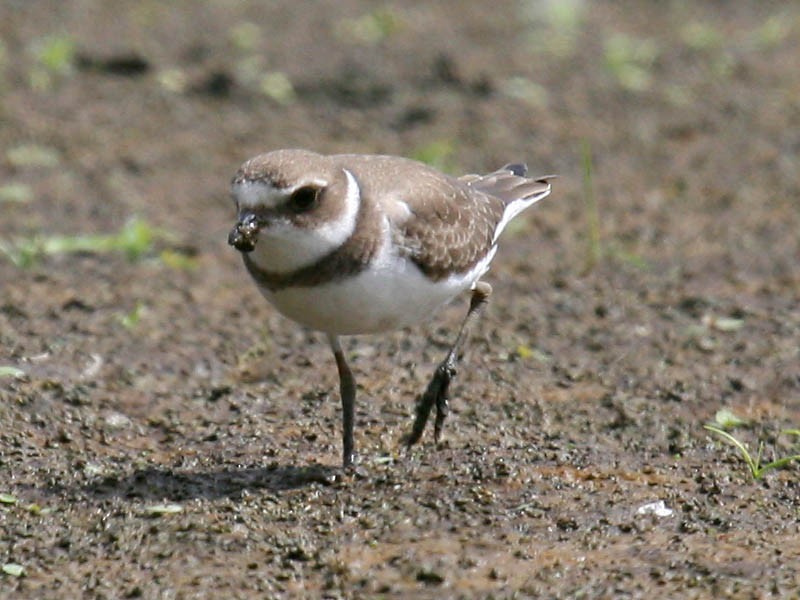 Semipalmated Plover - ML34926111