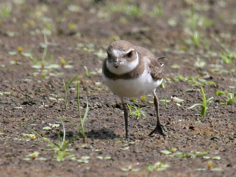 Semipalmated Plover - ML34926121
