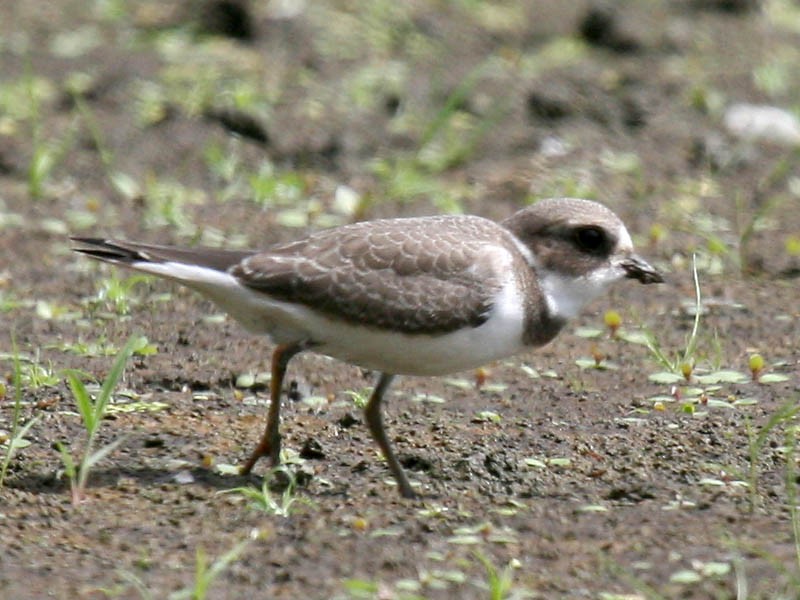 Semipalmated Plover - ML34926131