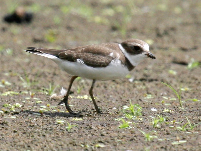 Semipalmated Plover - ML34926141