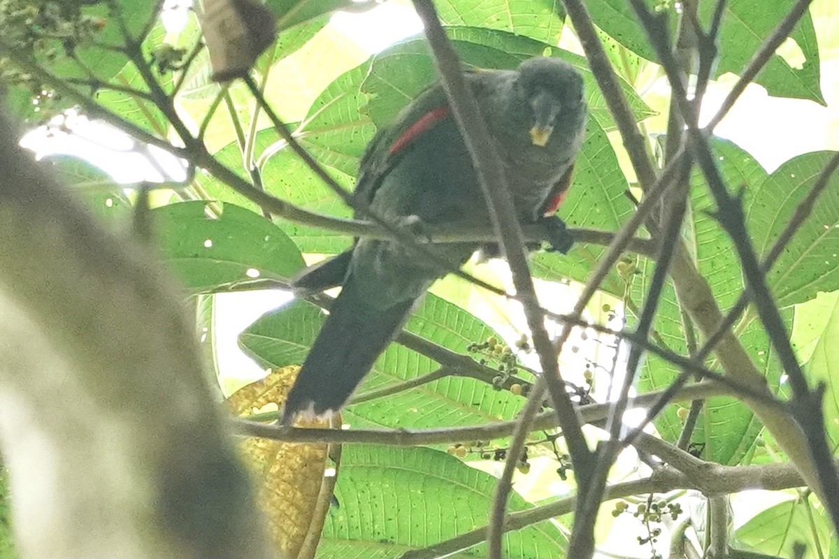 Maroon-tailed Parakeet - ML349267661
