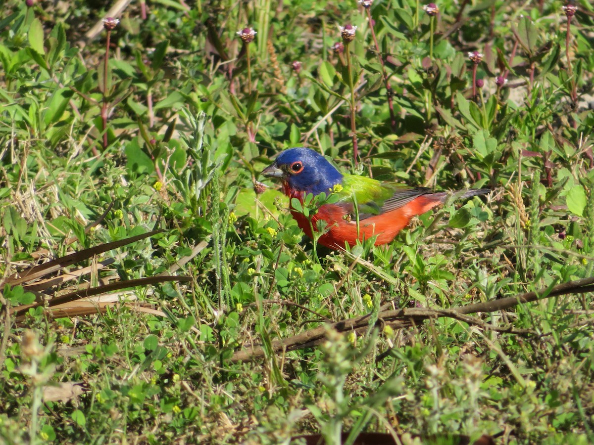Painted Bunting - Stephanie Parker