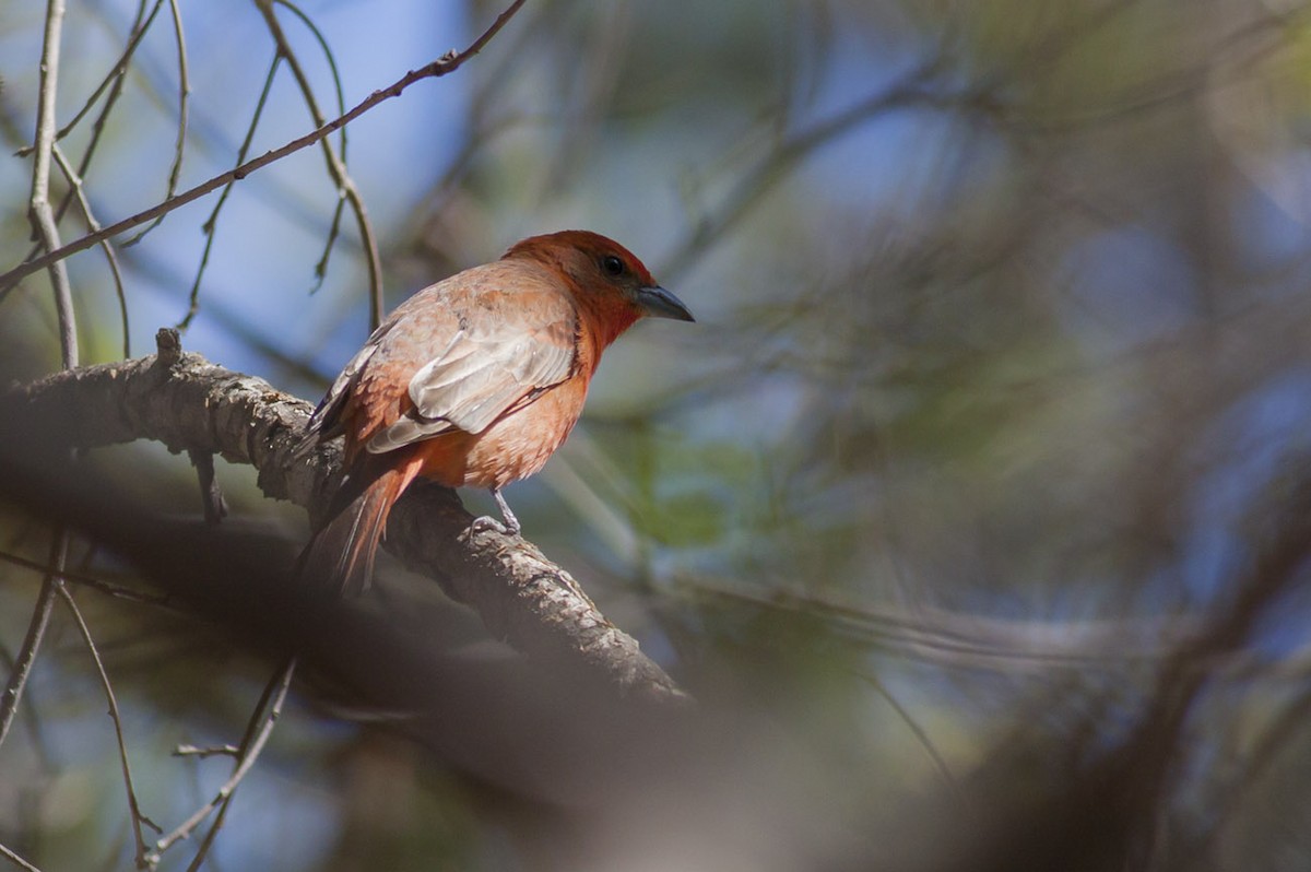Hepatic Tanager - Michael Todd