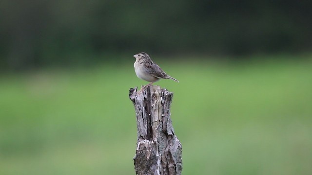 Grasshopper Sparrow - ML349283561