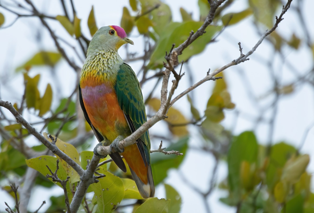 Rose-crowned Fruit-Dove - David Ongley