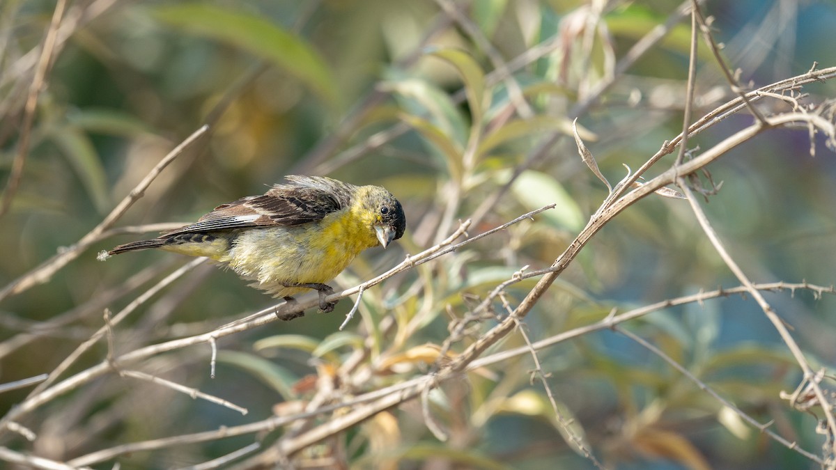 Lesser Goldfinch - Roger Smith