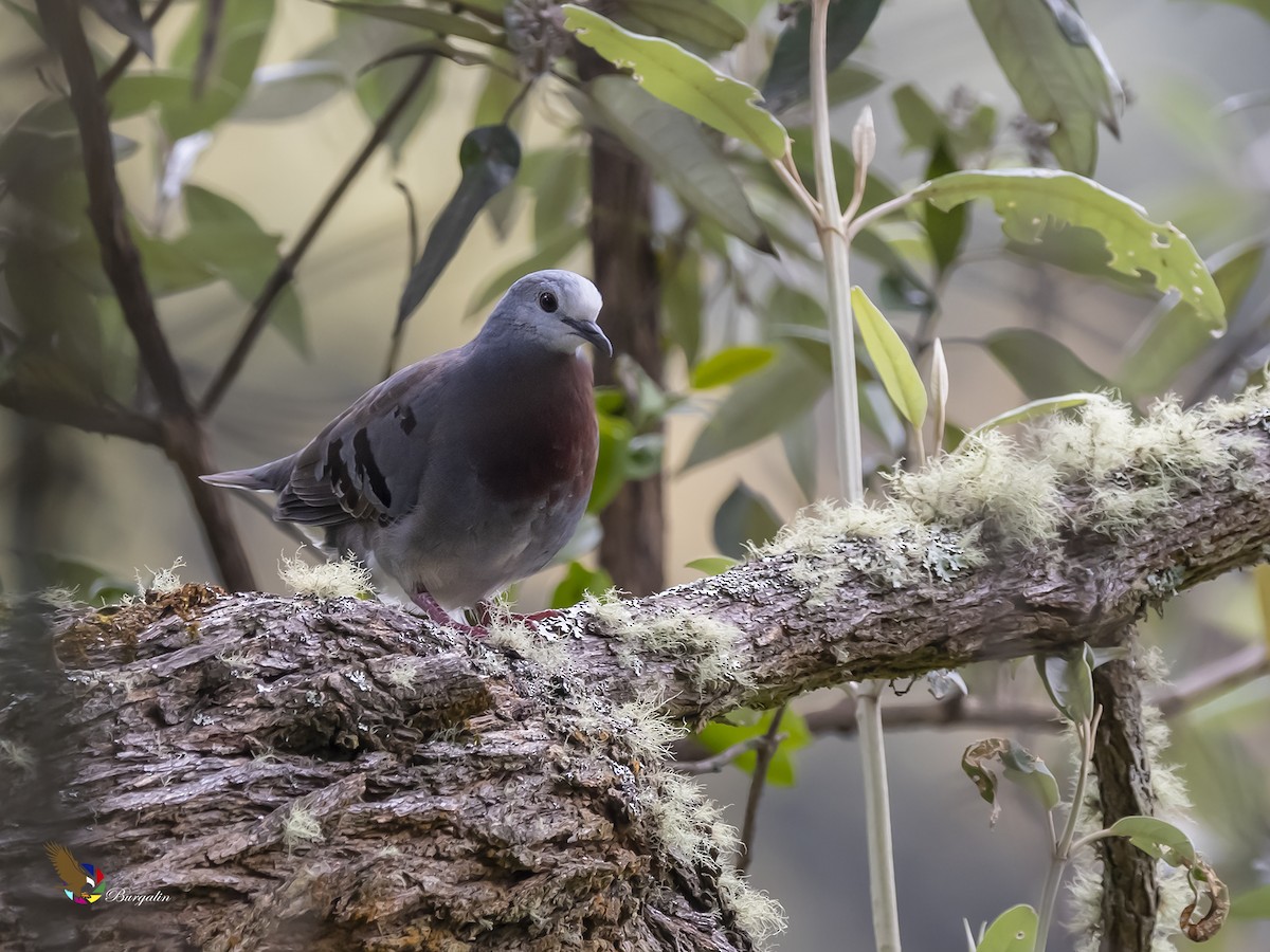 Maroon-chested Ground Dove - ML349290181