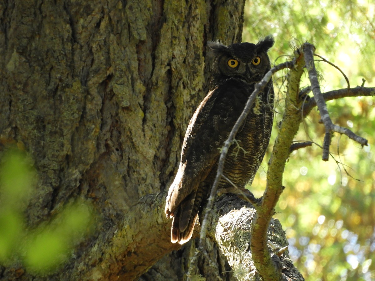 Great Horned Owl - ML349290981