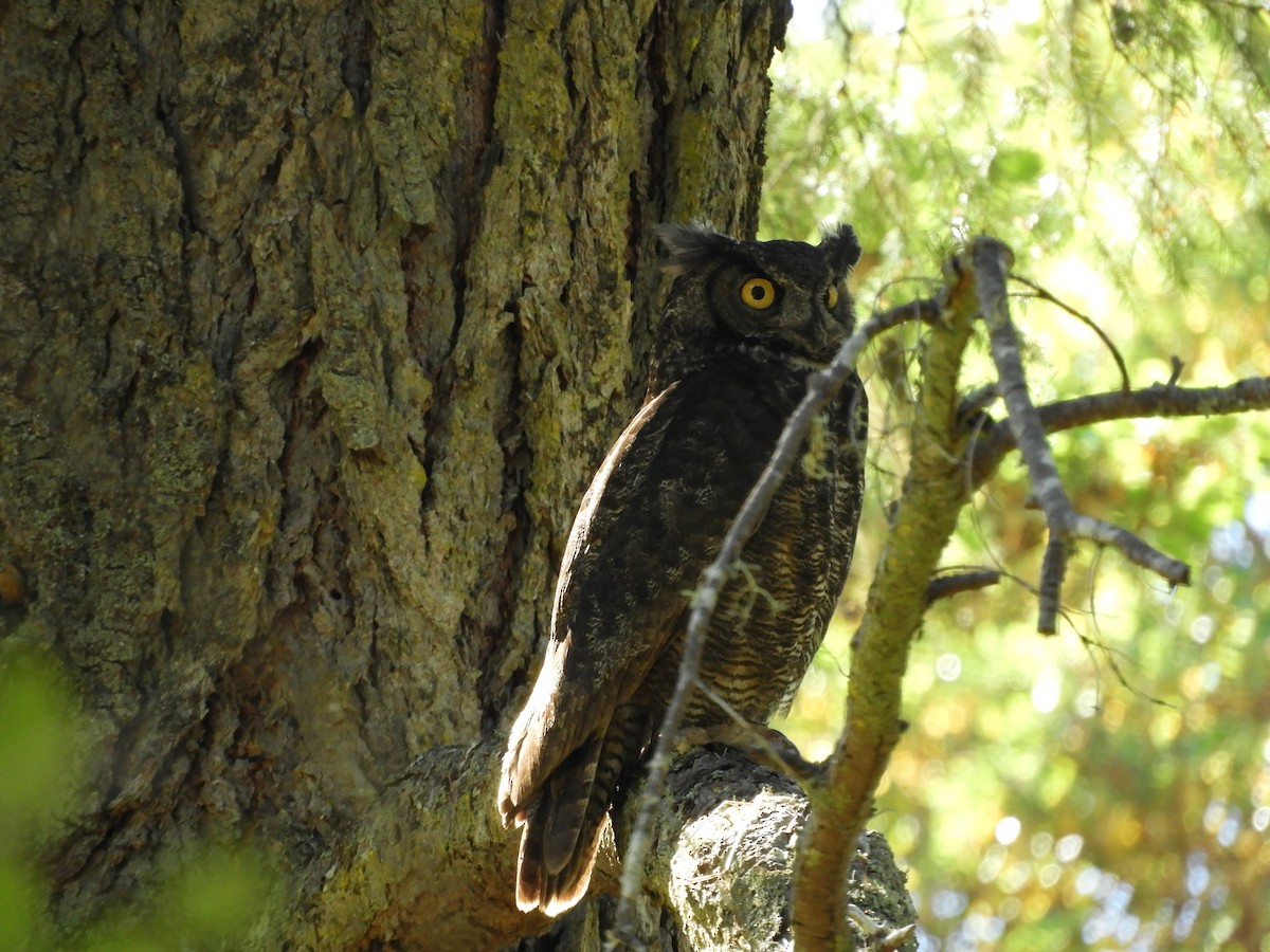 Great Horned Owl - ML349291021