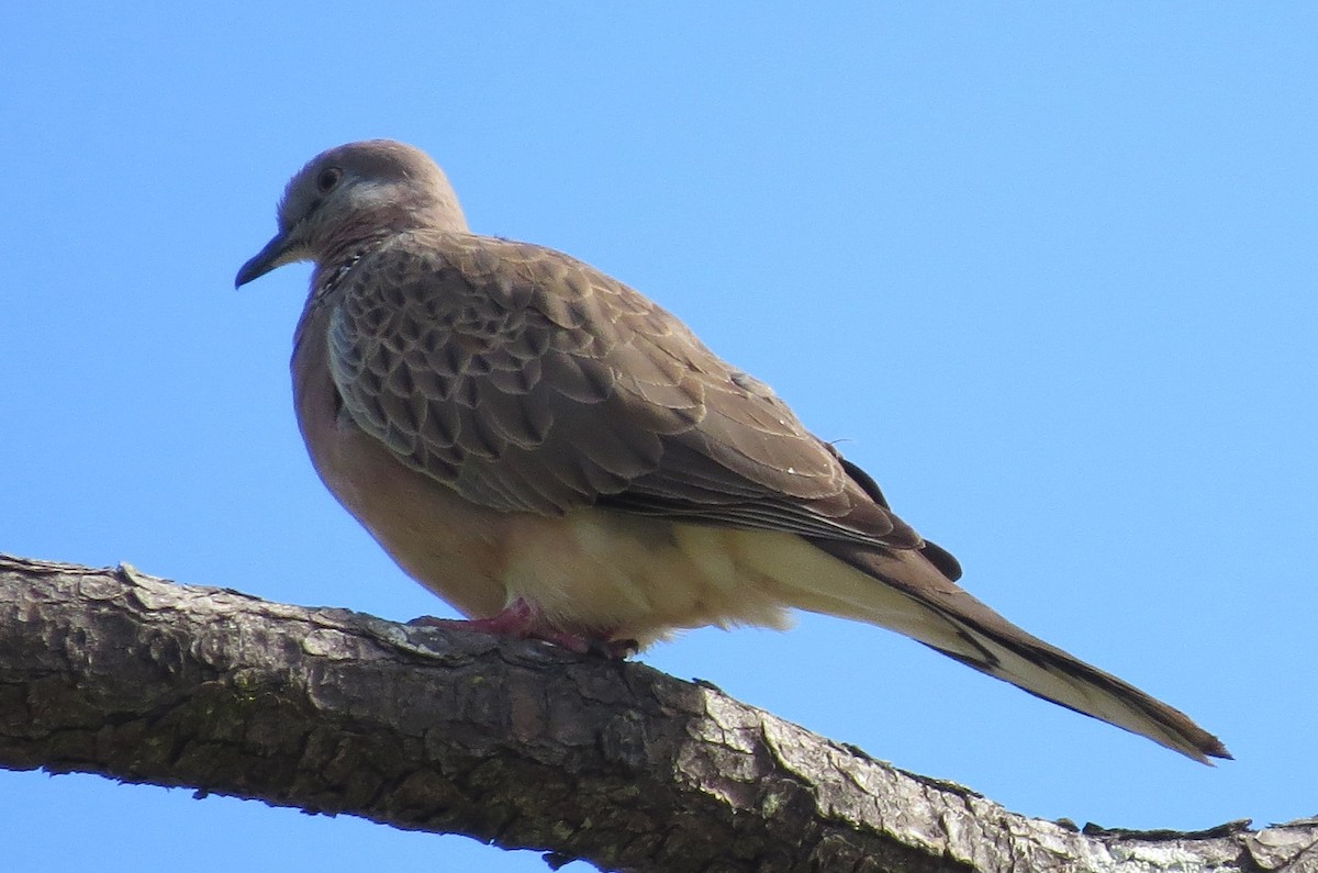 Spotted Dove - ML349291521
