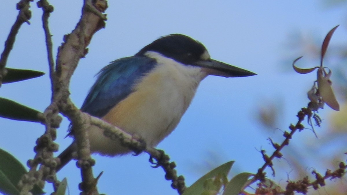 Forest Kingfisher - ML349291571
