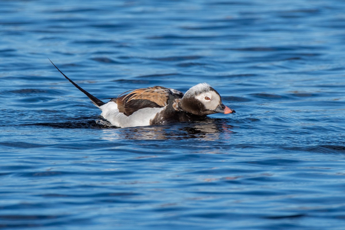 Long-tailed Duck - Adam Perrier