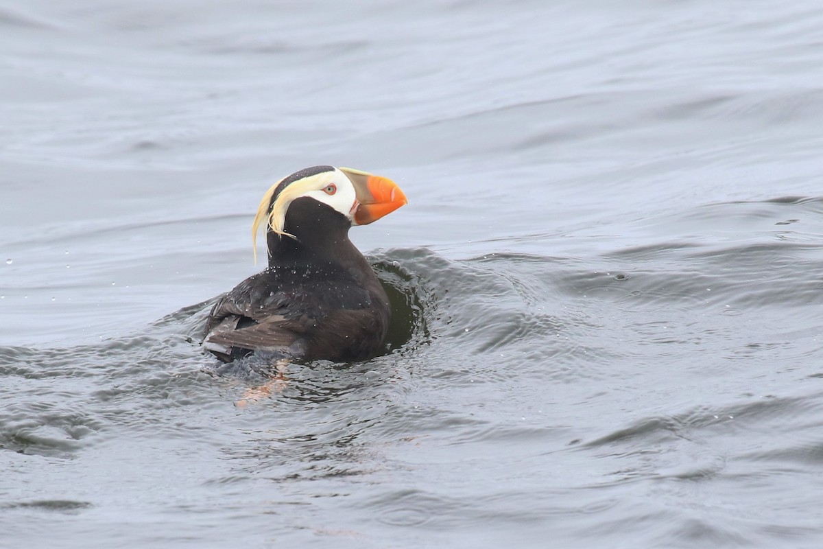 Tufted Puffin - mario balitbit