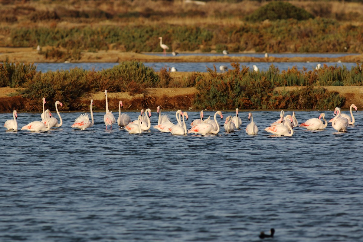 Greater Flamingo - ML34929281