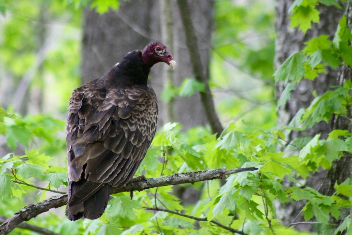 Turkey Vulture - Zac Cota