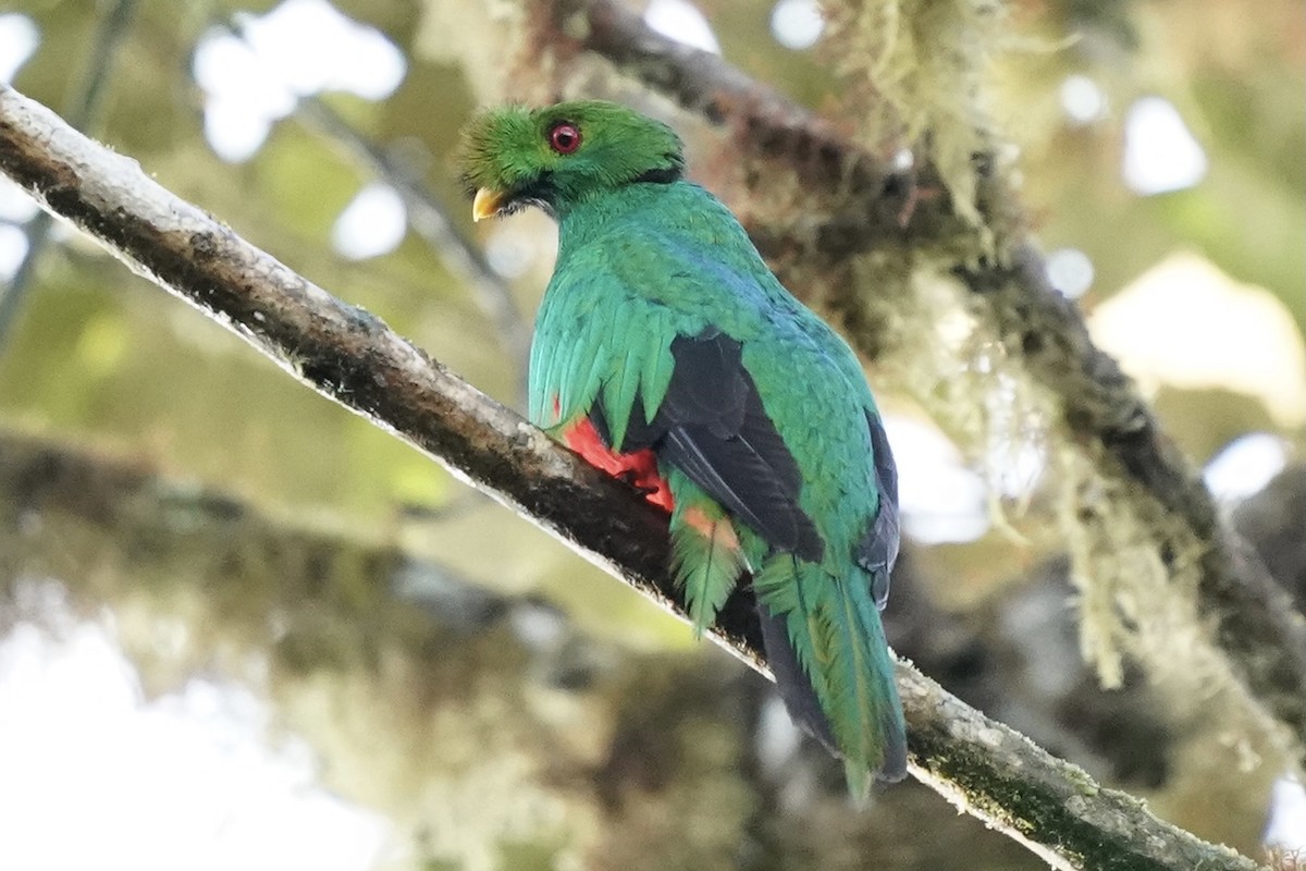 Crested Quetzal - ML349300841