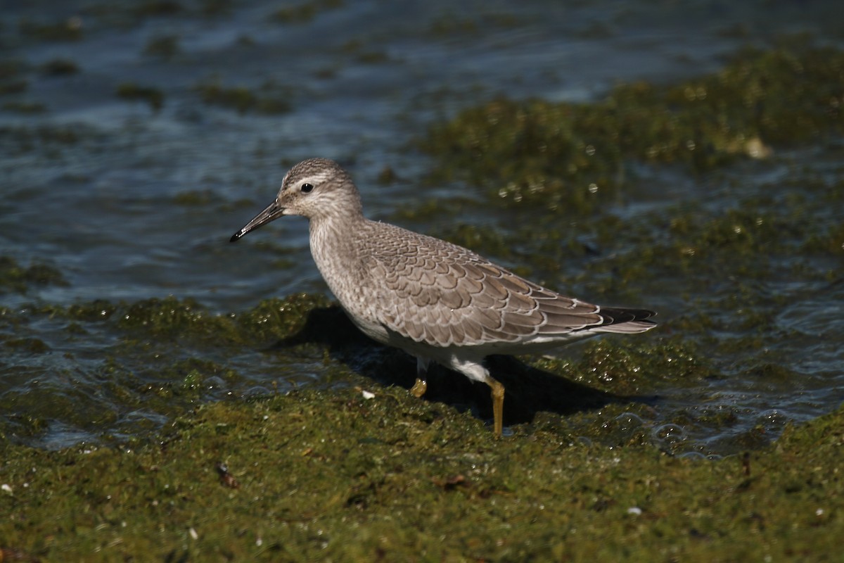 Red Knot - ML34930491