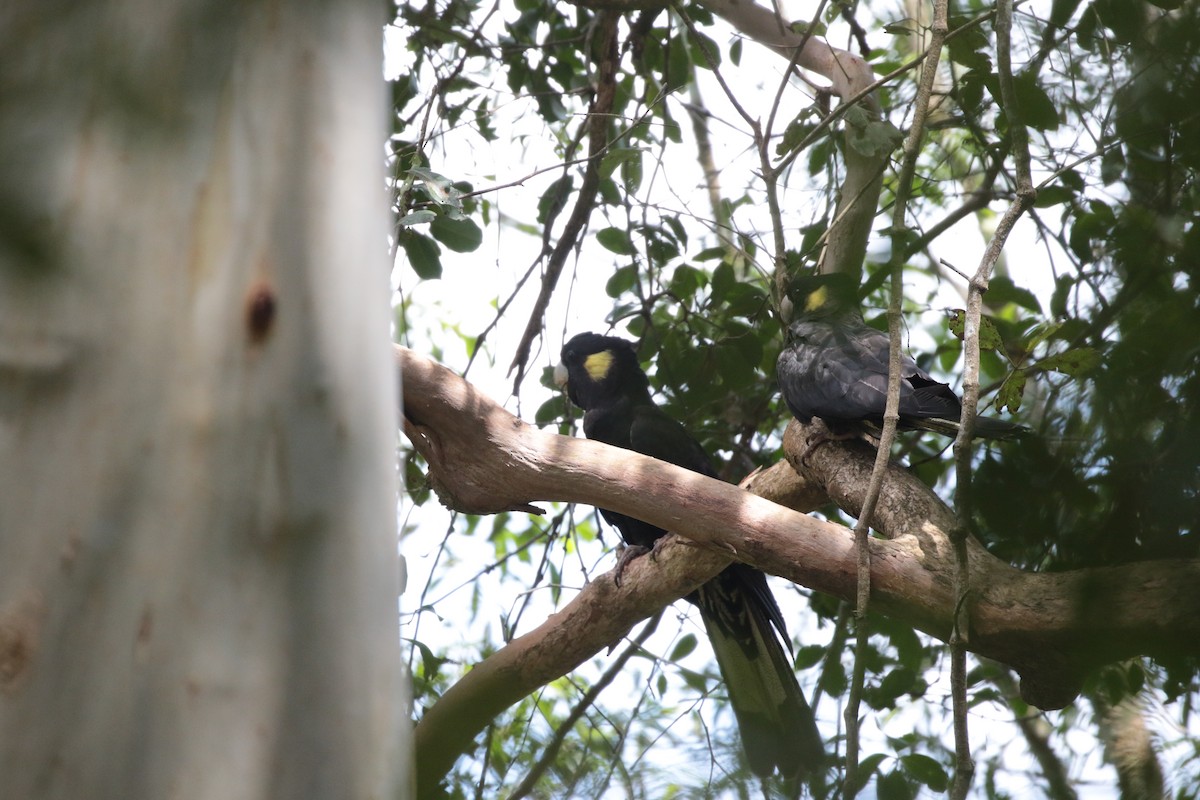Yellow-tailed Black-Cockatoo - loretta kao