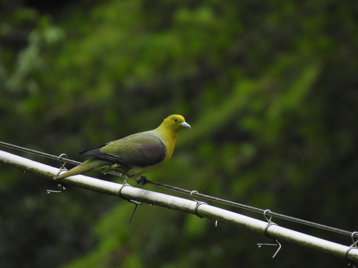 White-bellied Green-Pigeon - ML349307381