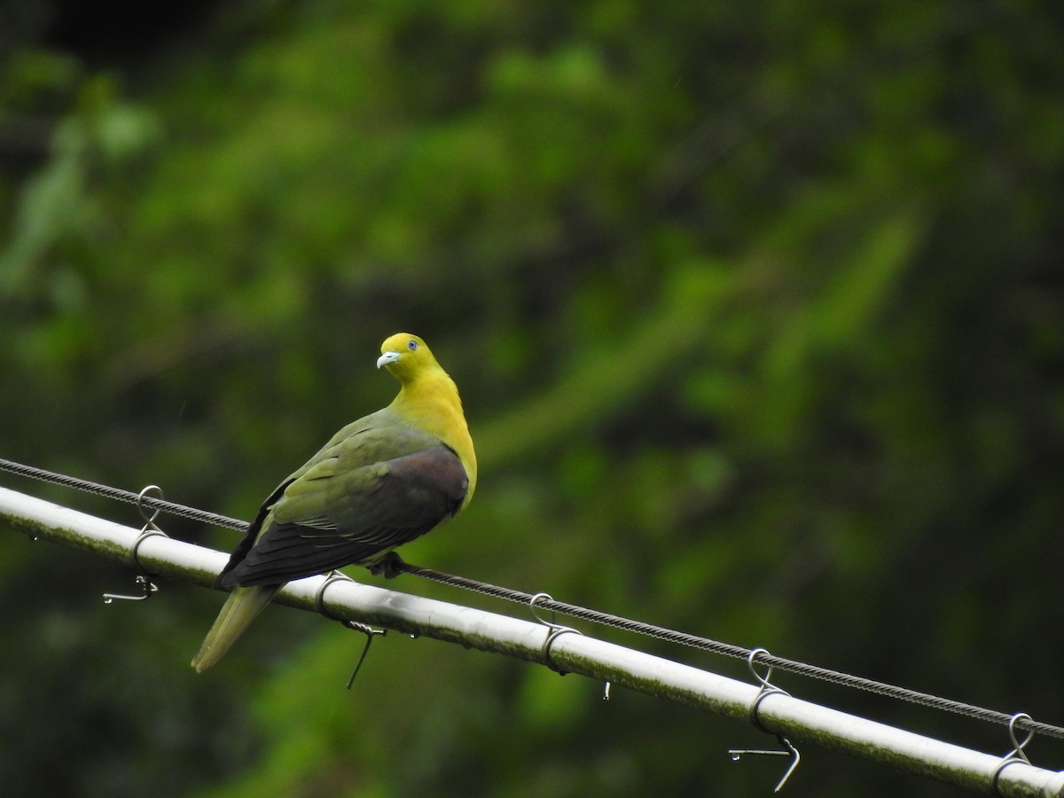 White-bellied Green-Pigeon - ML349307411
