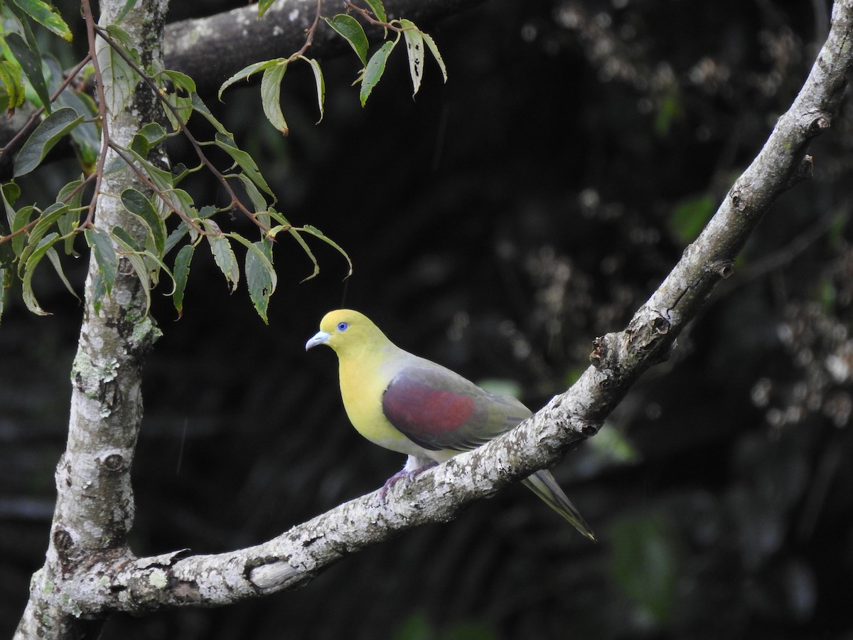 White-bellied Green-Pigeon - ML349307481