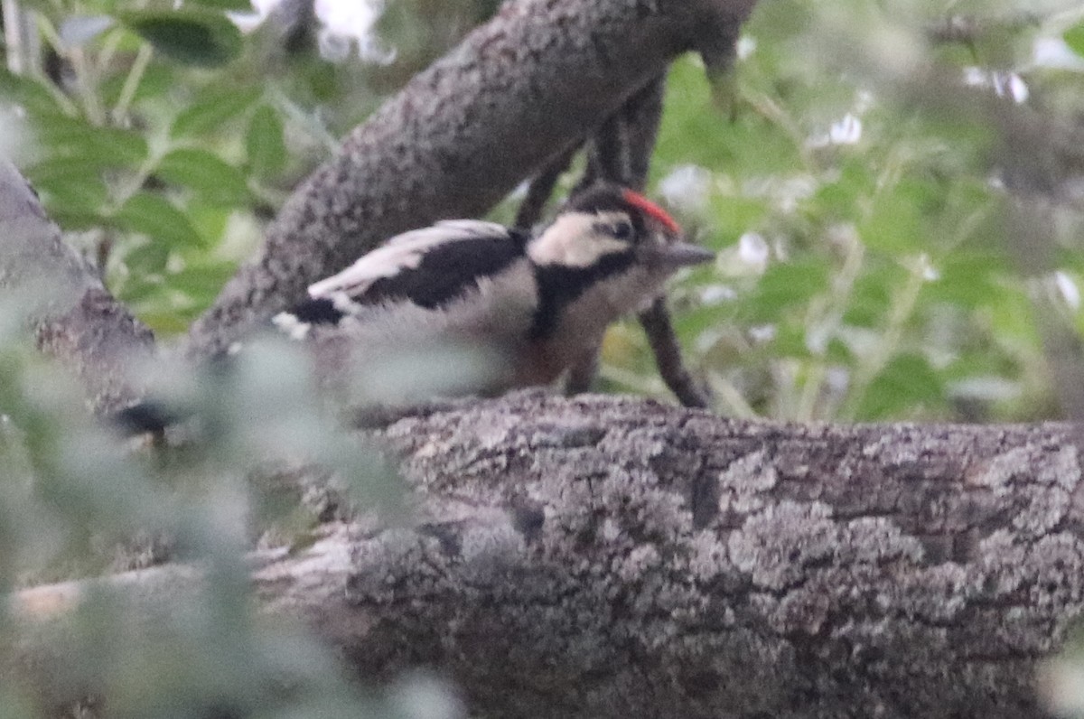 Great Spotted/Syrian Woodpecker - ML349308011