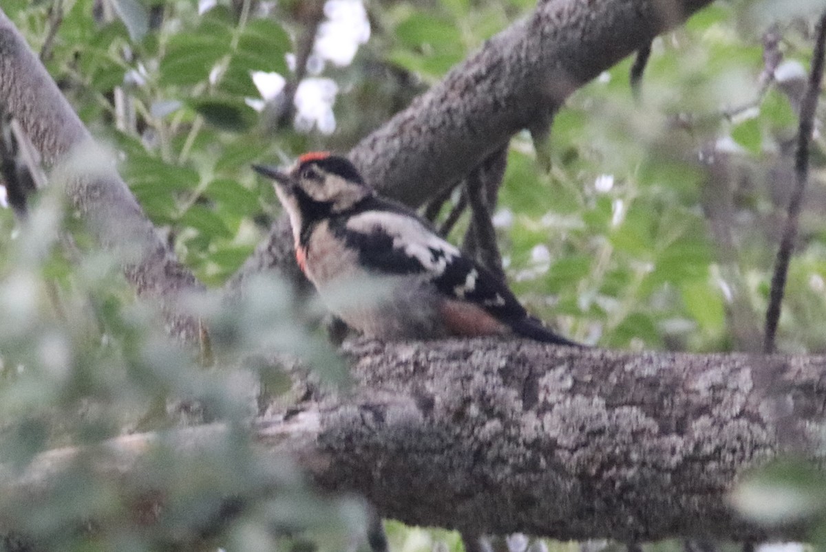 Great Spotted/Syrian Woodpecker - ML349308021