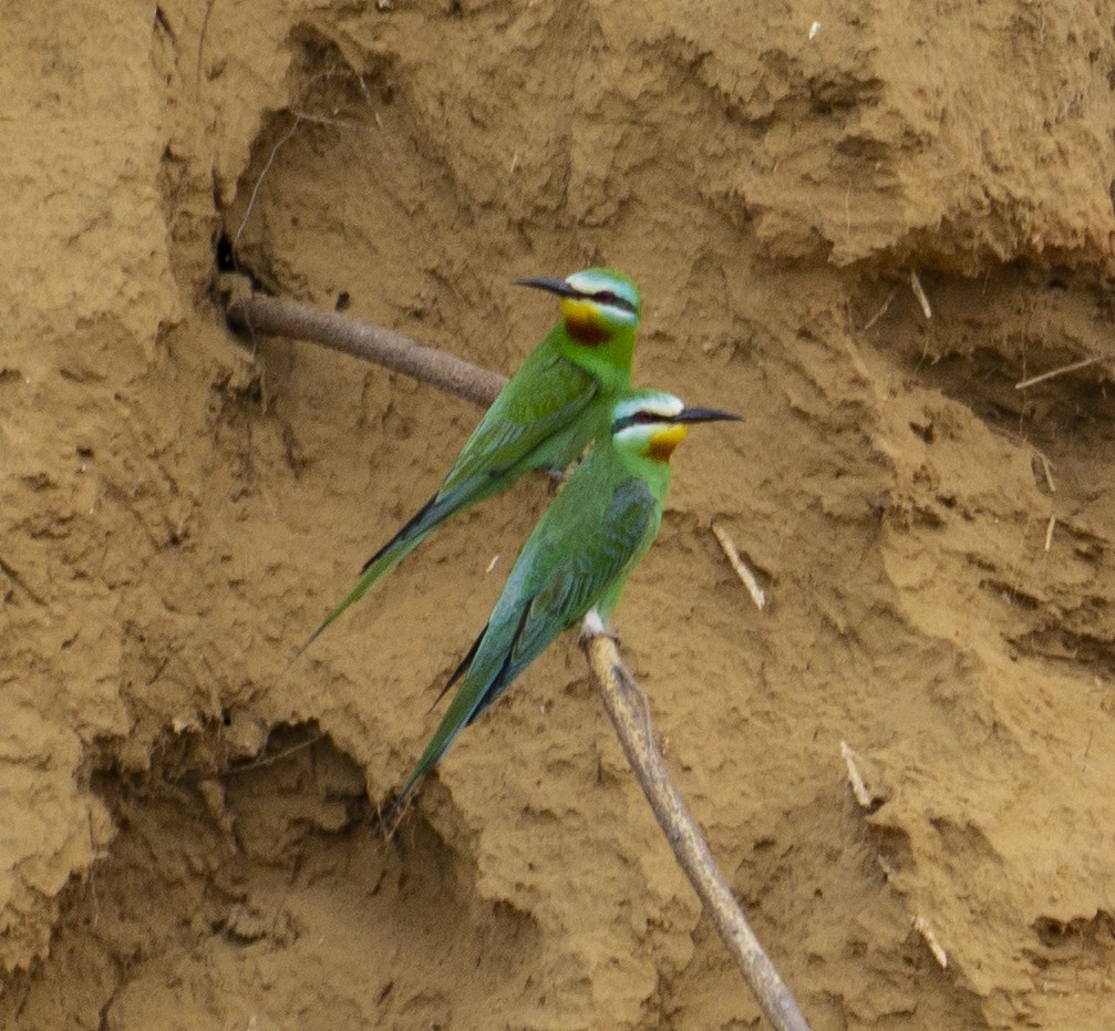 Blue-cheeked Bee-eater - Ruchi Sehgal