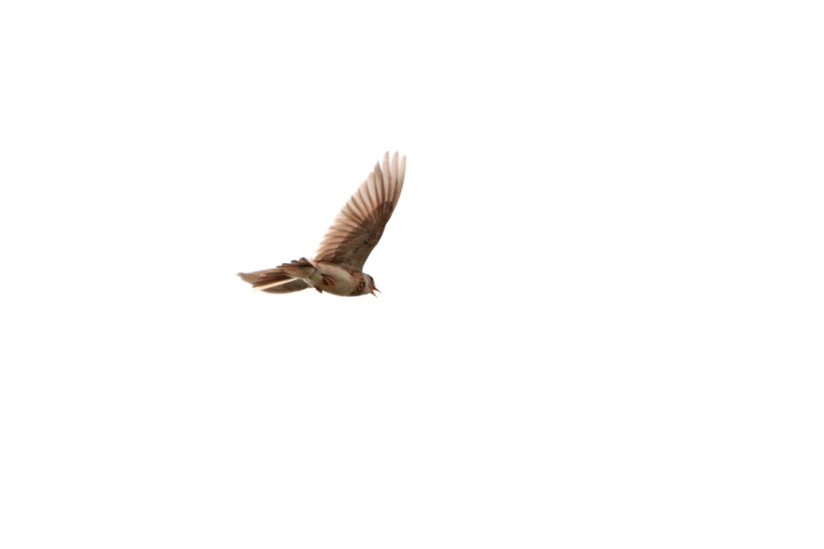 Eurasian Skylark - Letty Roedolf Groenenboom